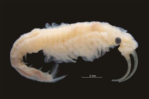 New Species Of Tiny ‘fairy Shrimp Found In The Worlds Hottest Desert