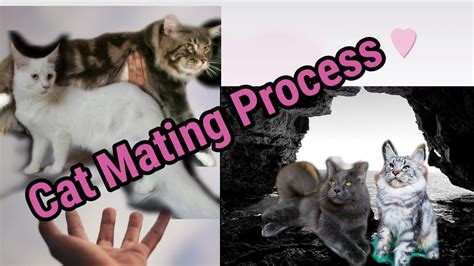 Cat Mating Process Youtube