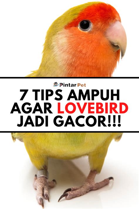 Gunakan 7 Cara Merawat Lovebird Berikut Dokter Hewan Burung Hewan