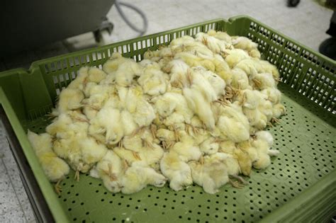 Poultry Experts Explore 3 Alternatives To Culling Poultry World