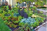 Photos of Full Sun Garden Vegetables