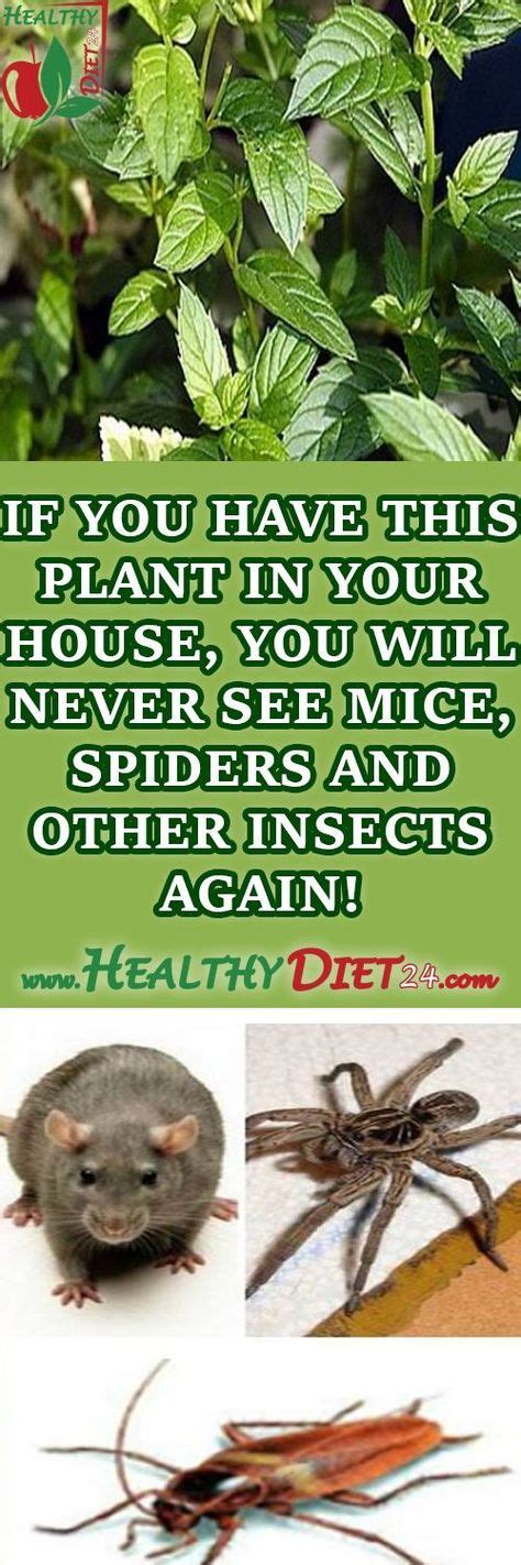(also, stop hatching shady plots. IF YOU HAVE THIS PLANT IN YOUR HOUSE, YOU WILL NEVER SEE ...