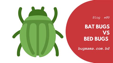Bat Bugs Vs Bed Bugs Understanding The Key Differences Bugmama