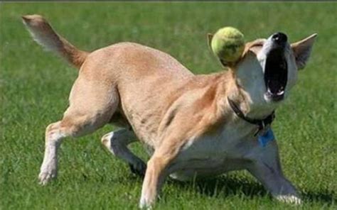 Cool Animals Pictures Ever Best Dogs Fails Funny Pictures
