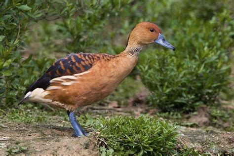 Fulvous Whistling Duck Alchetron The Free Social Encyclopedia