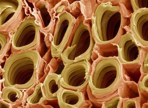 Xylem, plant vascular tissue that conveys water and dissolved minerals from the roots to the rest of the plant and also provides physical support. Xylem plant cells, SEM - Stock Image - B725/0368 - Science ...
