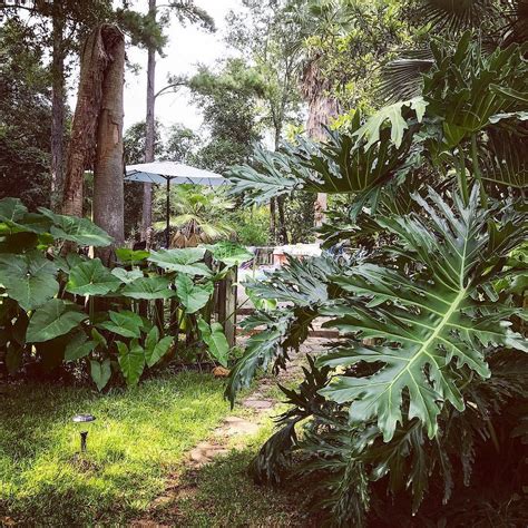 Commonly referred to as a century plant. Pat pointed out the all the foliage around the pool ...