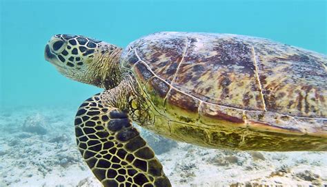 Hawaiian Sea Turtles Snorkel Fest