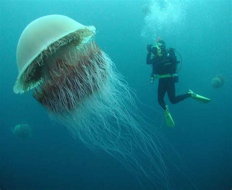 Prettiest Jellyfish Most Beautiful Jellyfish In The