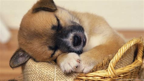 Super Cute Baby Puppies Sleeping Wallpaper Desktop Background