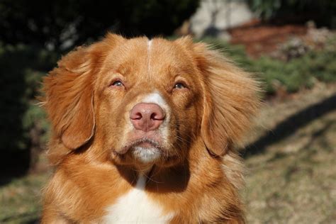 The nova scotia duck tolling retriever's odd name comes from his ability to lure ducks within shooting range by dancing on the shore, a technique called tolling. Free Nova Scotia Duck Tolling Retriever - Chester Stock ...