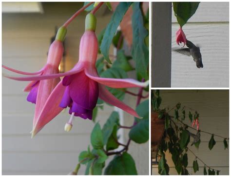 Attractive to butterflies and hummingbirds, fuchsias require little care and their various growing habits, from trailing and cascading to upright and bushy, make them the champions of hanging baskets, window boxes and containers. How to Attract & Care for Hummingbirds (Includes Homemade ...