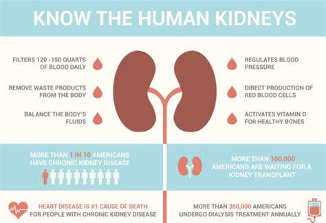 Kidney Filter Blood Per Day Kidney Failure Disease