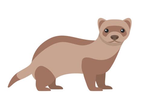 1500 Weasel Stock Illustrations Royalty Free Vector Graphics And Clip