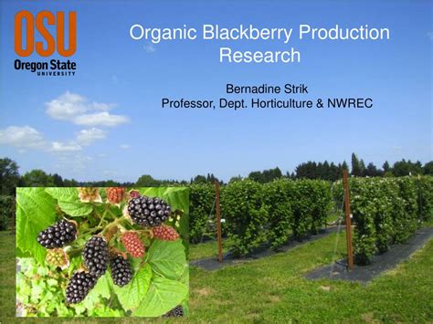 Ppt Organic Blackberry Production Research Powerpoint Presentation