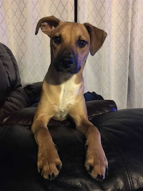 Black Mouth Cur Mix Named Remy Black Mouth Cur Chihuahuas Dogs