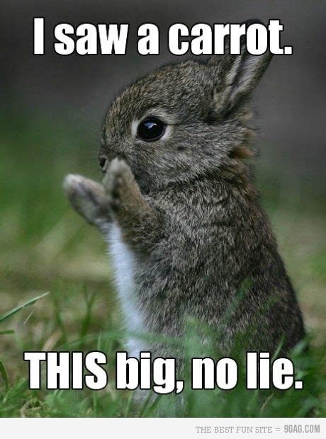 Funny Bunnies A Bunny And Too Cute On Pinterest