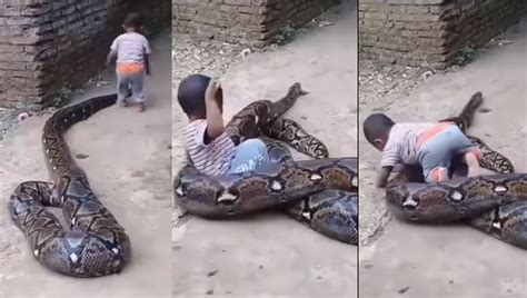 Small Kid Fearlessly Plays With Huge Python Watch Viral Video
