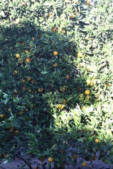 shamouti citrus id