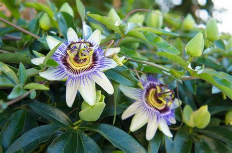 Introduction Of Passionflower Tea And Its Benefits To Health