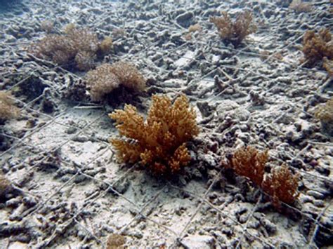 Stabilisation By Mesh Reef Restoration And Adaptation Program