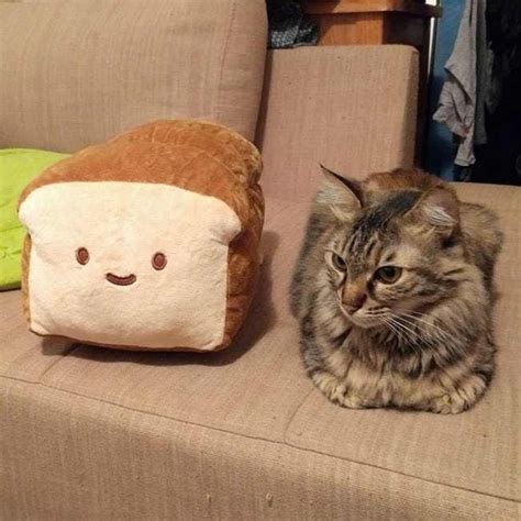 A Loaf With His Loaf Kittens Cutest Cute Cats Funny Cats Cat Sitting
