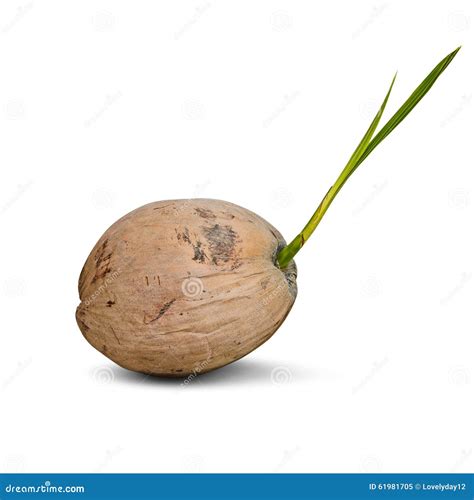 Sprout Of Coconut Tree Isolated Stock Image Image Of Exotic Tropical