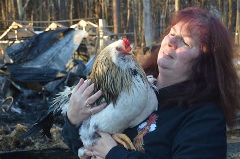 Epping Barn Fire Kills Roosters Chickens Miracle Survives Public