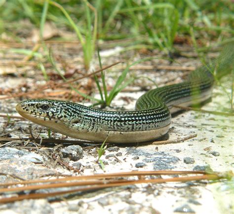Eastern Glass Lizard Lizards Of Central Florida · Inaturalist