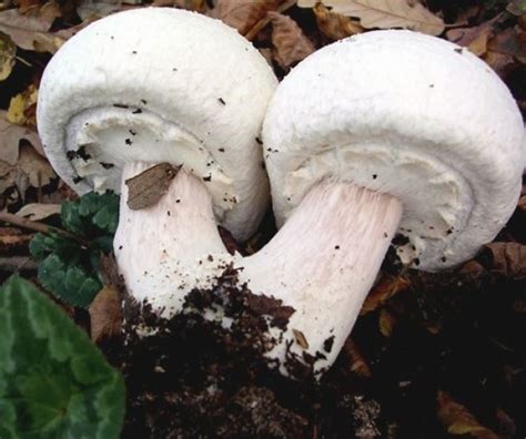 Funghi prataioli i funghi prataioli sono molto conosciuti nella cucina italiana si possono raccogliere nei prati e nelle radure hanno un sapore molto champignons in umido ricette ricette ricette veloci cucinare. Coltivazione dei funghi champignon - Coltivare Orto ...