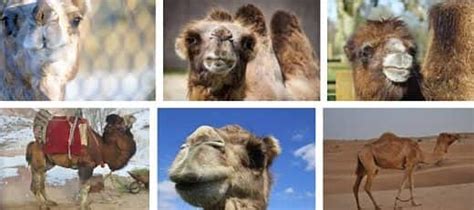 Los Camellos Razas Alimentacion Información Y Características Peso