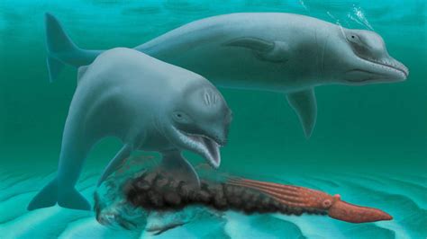 New Extinct Species Toothless Tiny Dolphin With Whiskers