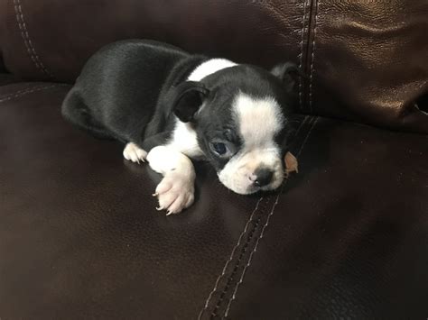 We've been collecting the cutest pictures of boston terrier puppies…. Boston Terrier Puppies For Sale | Pink Hill, NC #243477