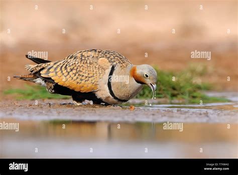 The Male Of Black Bellied Sandgrouse Pterocles Orientalis Sitting