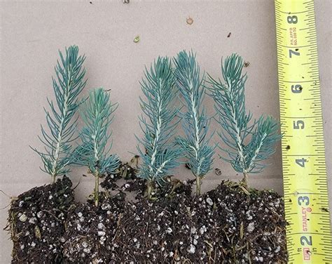Noble Fir Abies Procera Seedling 5 To 10 Inches Etsy