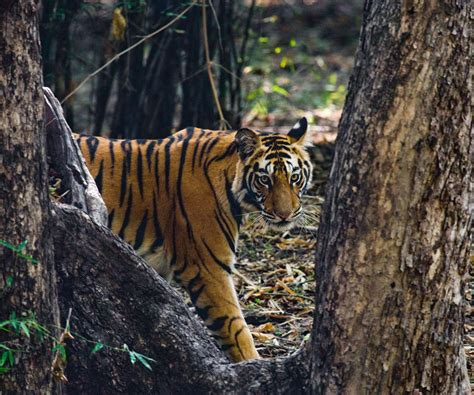 Photography Safari Tour To Bandhavgarh National Park Madhya Pradesh