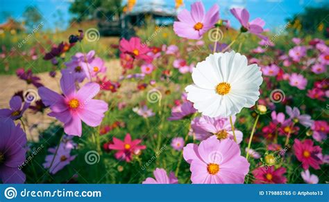 Cosmos Pink And White Flower Blooming On Blue Skygarden Park Floral