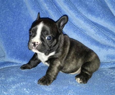 All proceeds from the boutique go to save french bulldogs! French bulldog puppies for sale in texas | Dogs, breeds ...