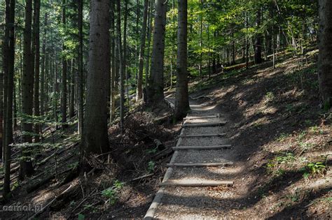 Sokolica Szlak W Kierunku Słynnej Sosny I Piękny Widok Na Pieniny