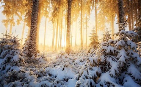 Nature Landscape Winter Sunrise Forest Mist Sunlight Snow Trees