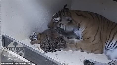 Real Copycats Rare Siberian Tiger Twins Play With Their Mom Talya Days