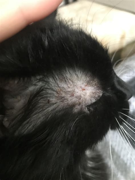 Cat Has A Skin Rash And Itching Eye Puffyclosing And Uncomfortable