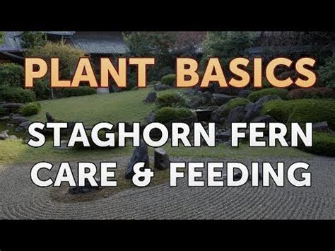 You can find more specific pla. Staghorn Fern Care & Feeding - YouTube