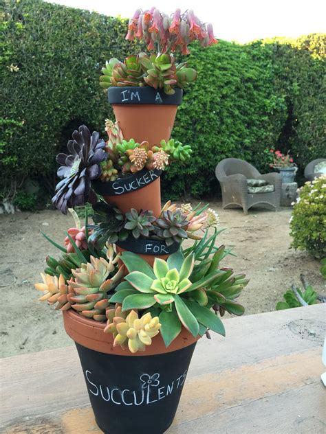 Succulent arrangement ideas by Ana Calderon. | Succulents ...