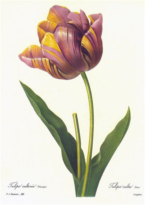 34 Best Drawing Of Tulips Images On Pinterest Painted Flowers