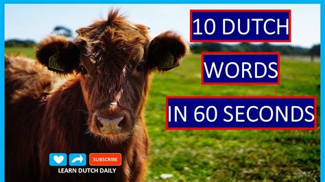 the cow learn dutch daily 10 basic dutch words in 60 seconds learn how to speak dutch