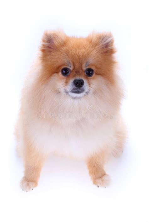 Brown Pomeranian Dog Cute Pet Stock Photo Image Of Expression