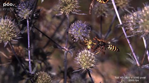 Wasp Attack Pco High Speed Camera Slow Motion Youtube