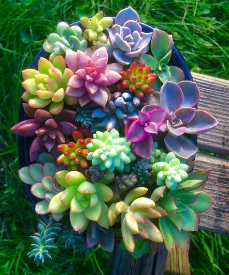 Succulent Arrangement With 20 Species This Includes Graptosedum