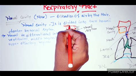 Respiratory system part -2 - YouTube